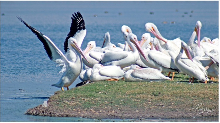 Pelícanos en Toluca