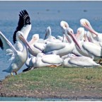 Pelícanos en Toluca