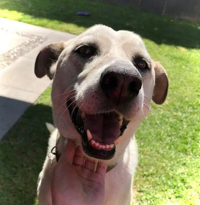 Una columna de perros