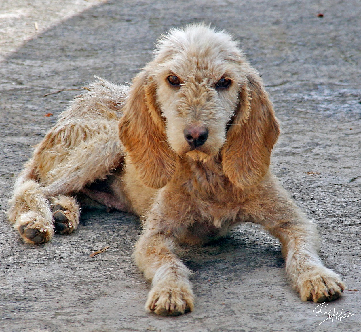 El perrito callejero