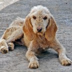 El perrito callejero