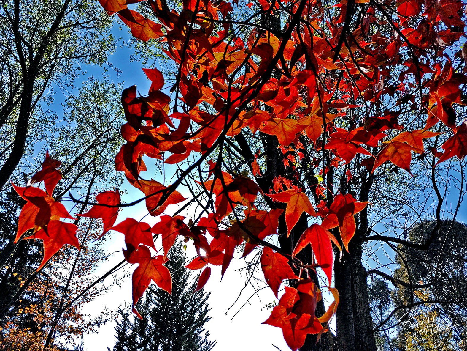 Las hojas de domingo