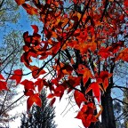 Las hojas de domingo