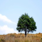 Árbol de invierno