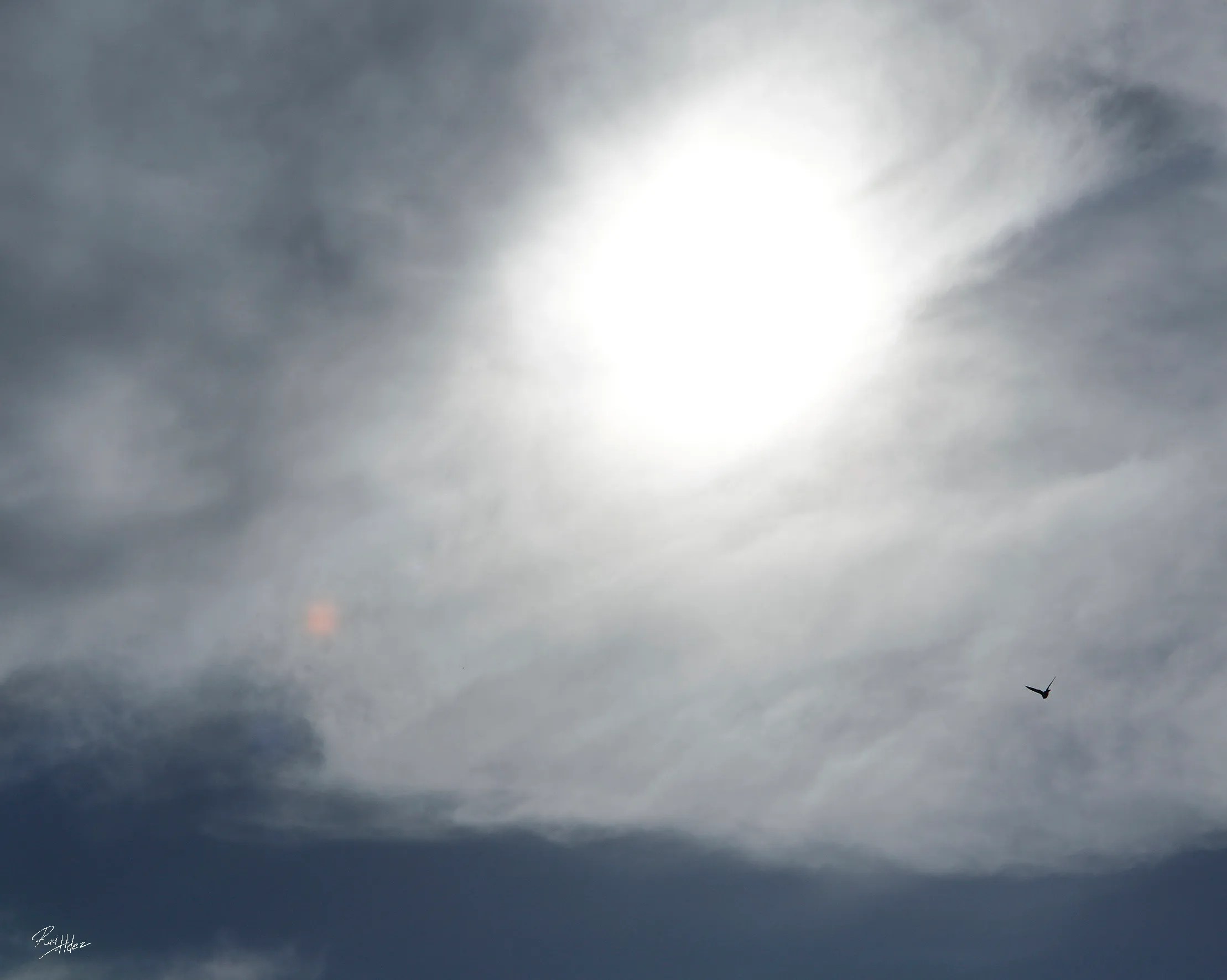 El sol, la nube y el ave